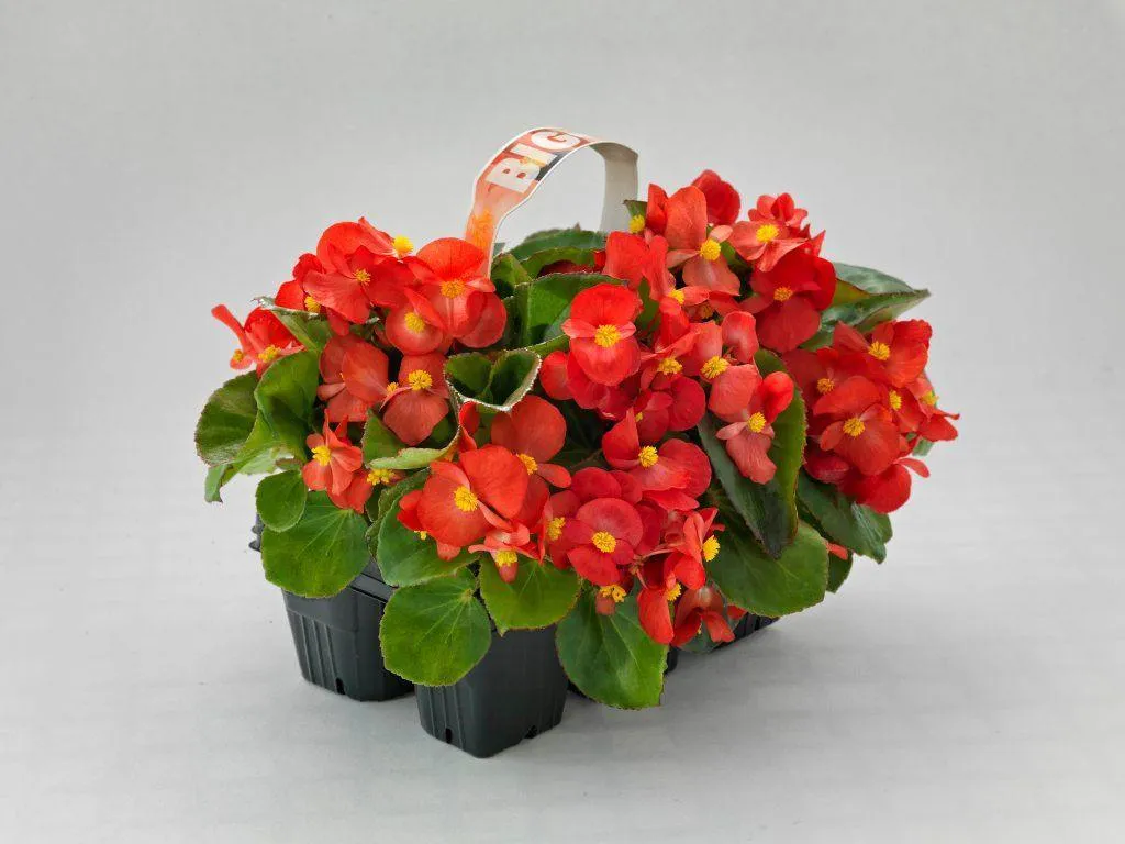 Begonia Interspecific Big Deluxxe Red Green Leaf  Flower Seeds