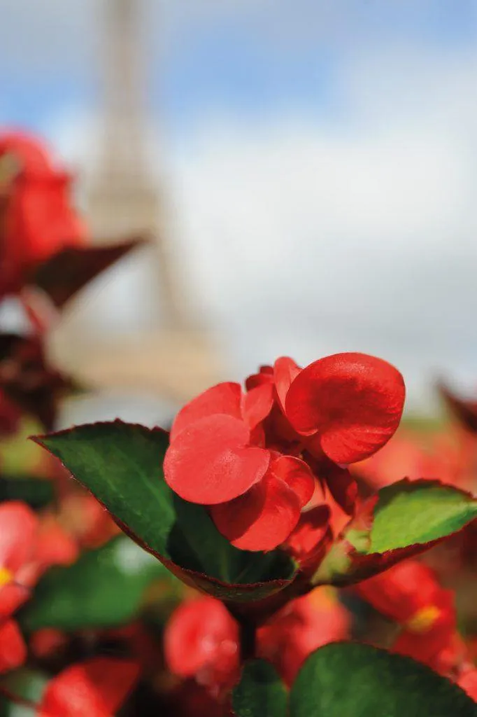 Begonia Interspecific Big Deluxxe Red Green Leaf  Flower Seeds