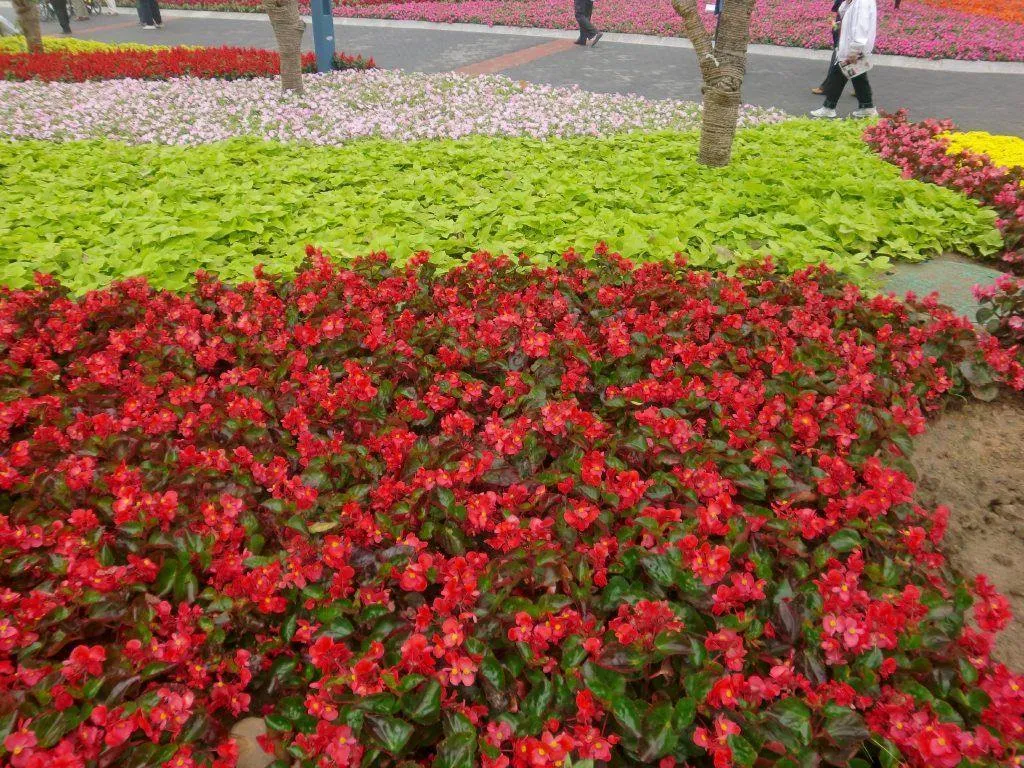 Begonia Interspecific Big Deluxxe Red Green Leaf  Flower Seeds