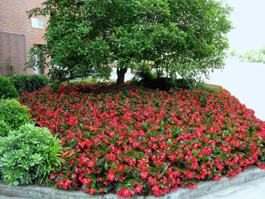 Begonia Interspecific Big Deluxxe Red Green Leaf  Flower Seeds