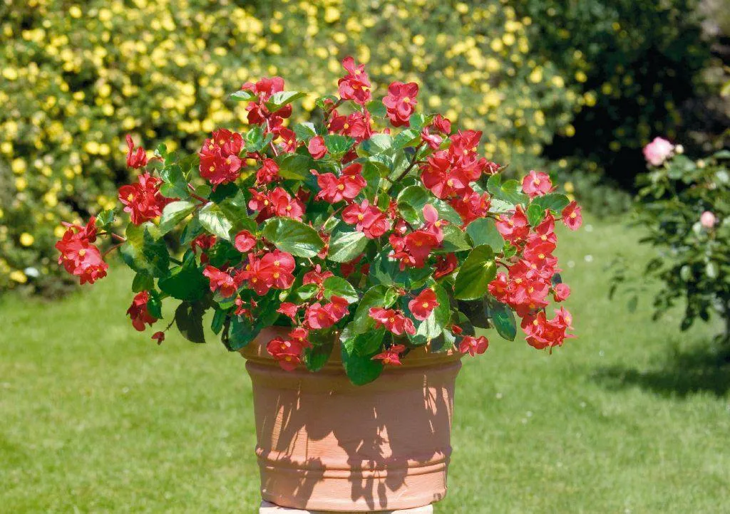 Begonia Interspecific Big Deluxxe Red Green Leaf  Flower Seeds
