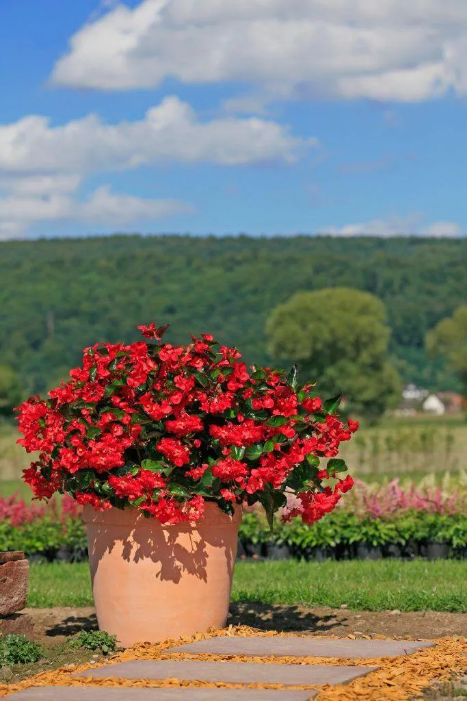 Begonia Interspecific Big Deluxxe Red Green Leaf  Flower Seeds
