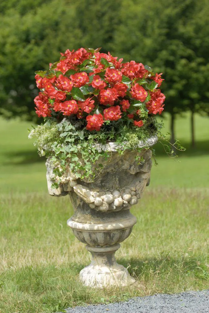 Begonia Interspecific Big Deluxxe Red Green Leaf  Flower Seeds