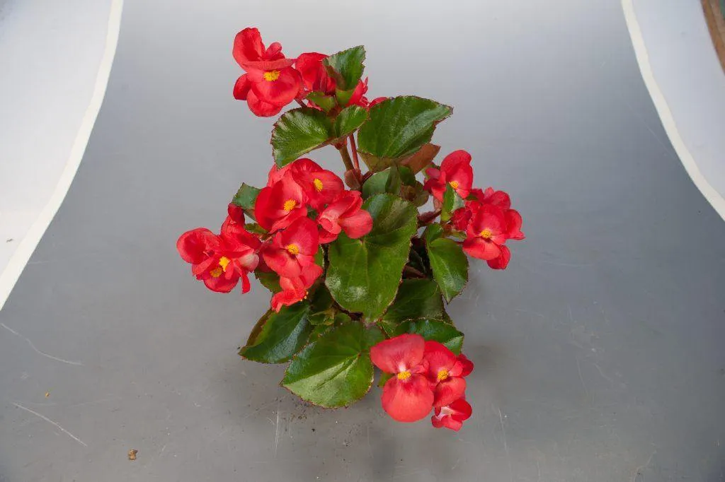 Begonia Interspecific Big Deluxxe Red Green Leaf  Flower Seeds