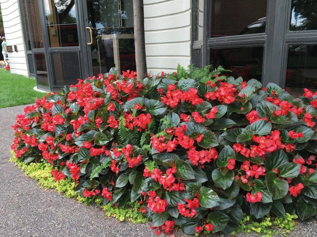Begonia Interspecific Big Deluxxe Red Green Leaf  Flower Seeds