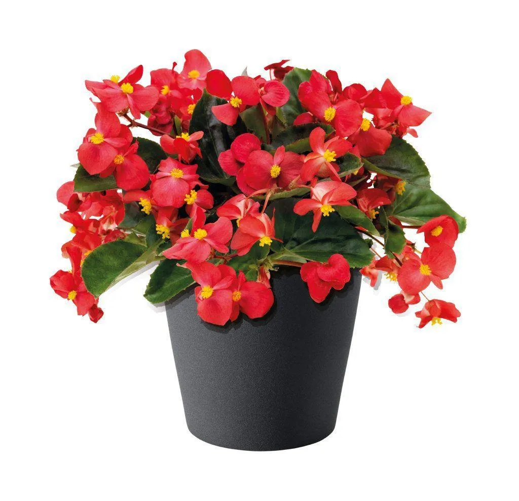 Begonia Interspecific Big Deluxxe Red Green Leaf  Flower Seeds