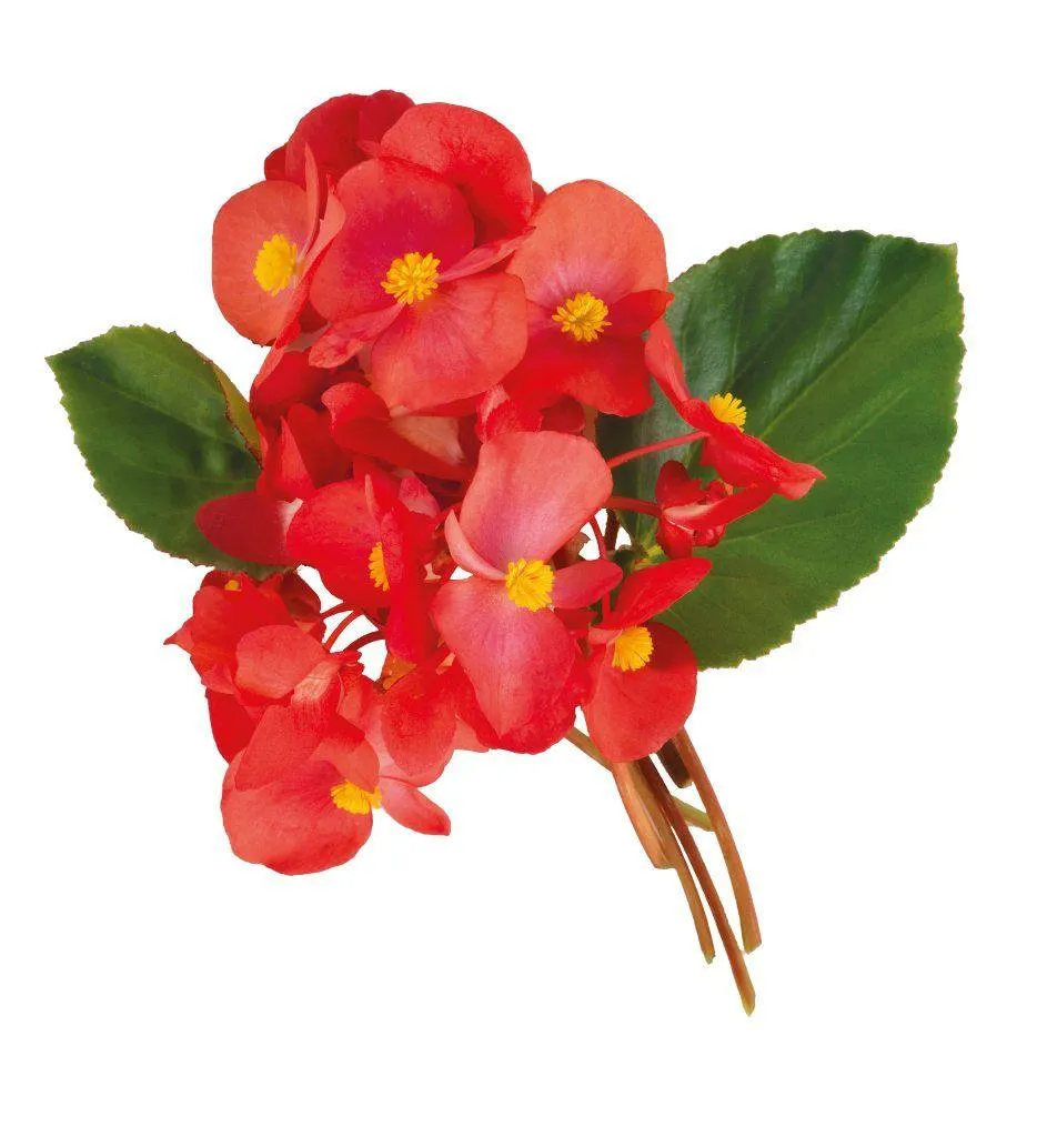 Begonia Interspecific Big Deluxxe Red Green Leaf  Flower Seeds
