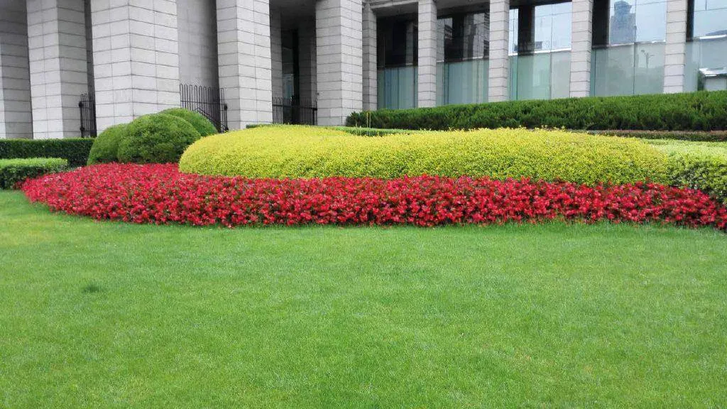 Begonia Interspecific Big Deluxxe Red Green Leaf  Flower Seeds