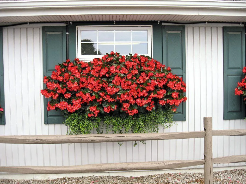 Begonia Interspecific Big Deluxxe Red Green Leaf  Flower Seeds